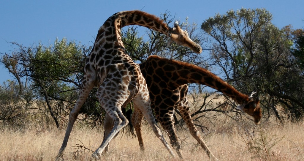 giraffe-violence