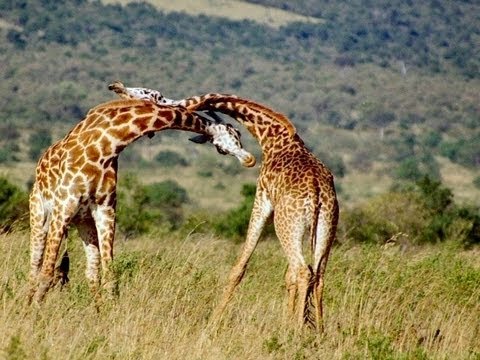 giraffes-fighting2