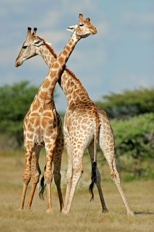 giraffes-necking